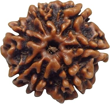 Arihant Gems & Jewels 7 Mukhi Rudraksha with Lab Certificate, Natural Nepali Bead for Business Success & Financial Growth, Rudraksha for Saturn Shani