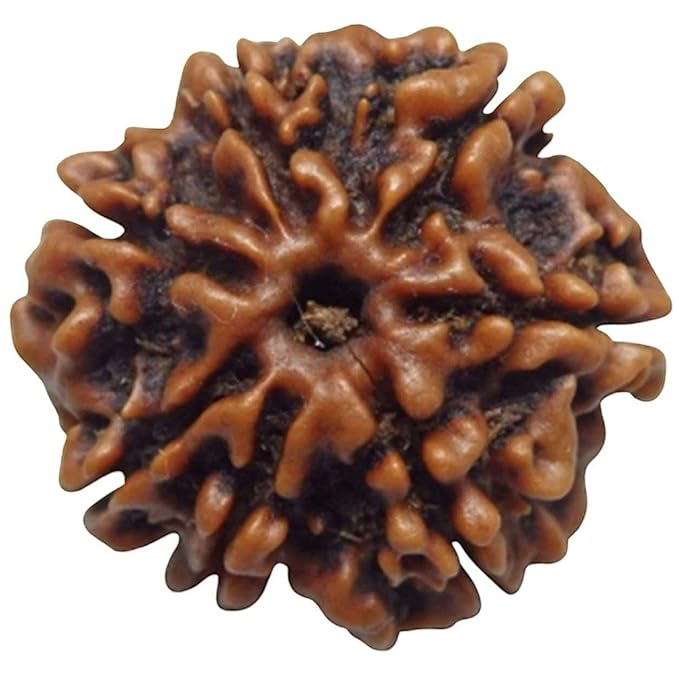 Arihant Gems & Jewels 7 Mukhi/Faced Nepali Rudraksha | Natural & Certified | Astrological Seven Mukhi/Faced Rudraksha | Positive Effect | Unisex Both for Men & Women.