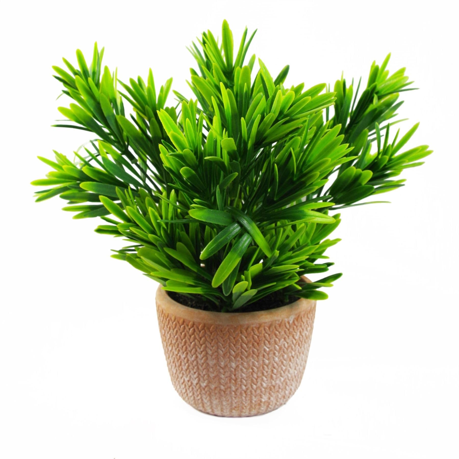 22cm Honey Plant Dark Green in Terracotta Pot