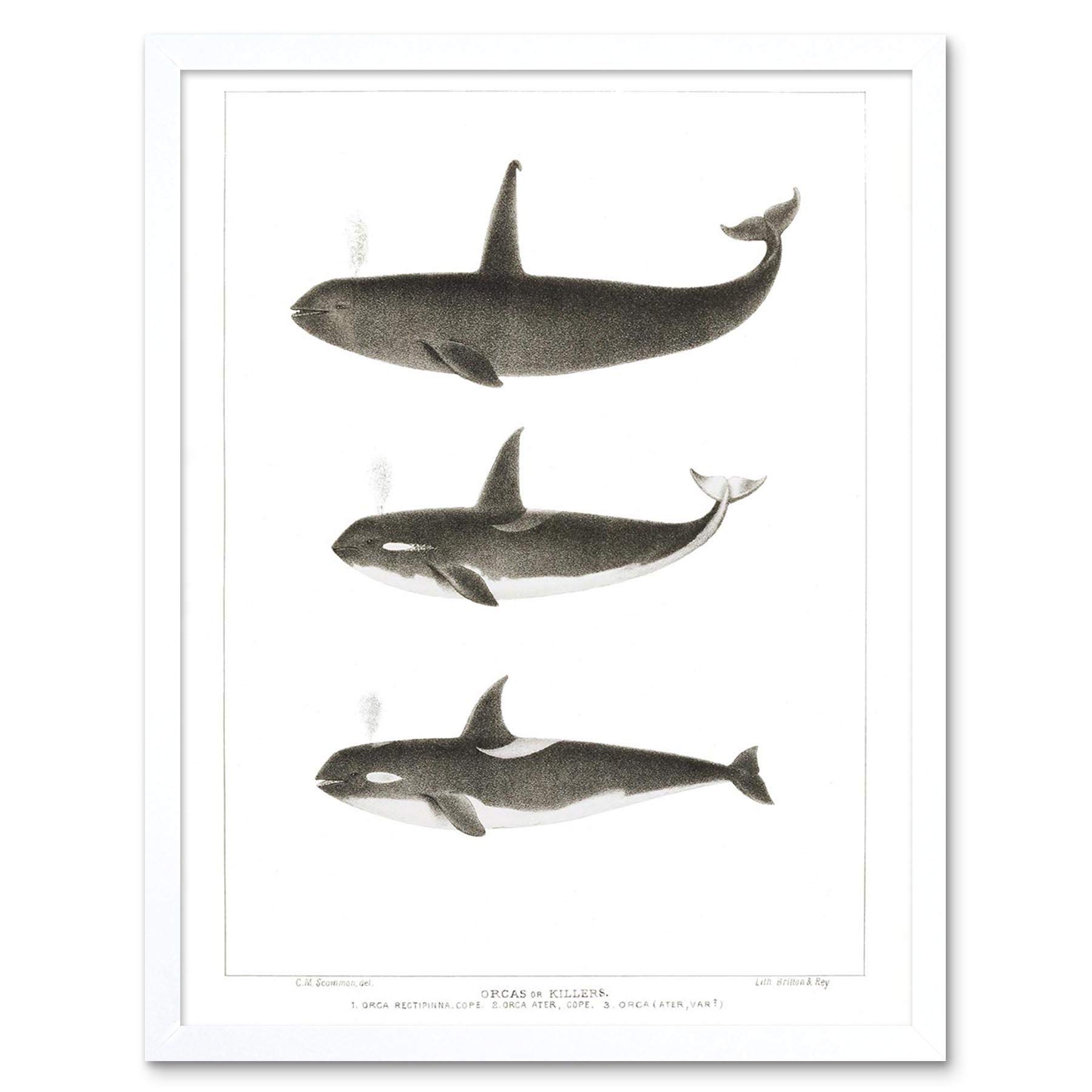 Wee Blue Coo Orca Killer Whales Art Print Framed Poster Wall Decor 12X16 Inch