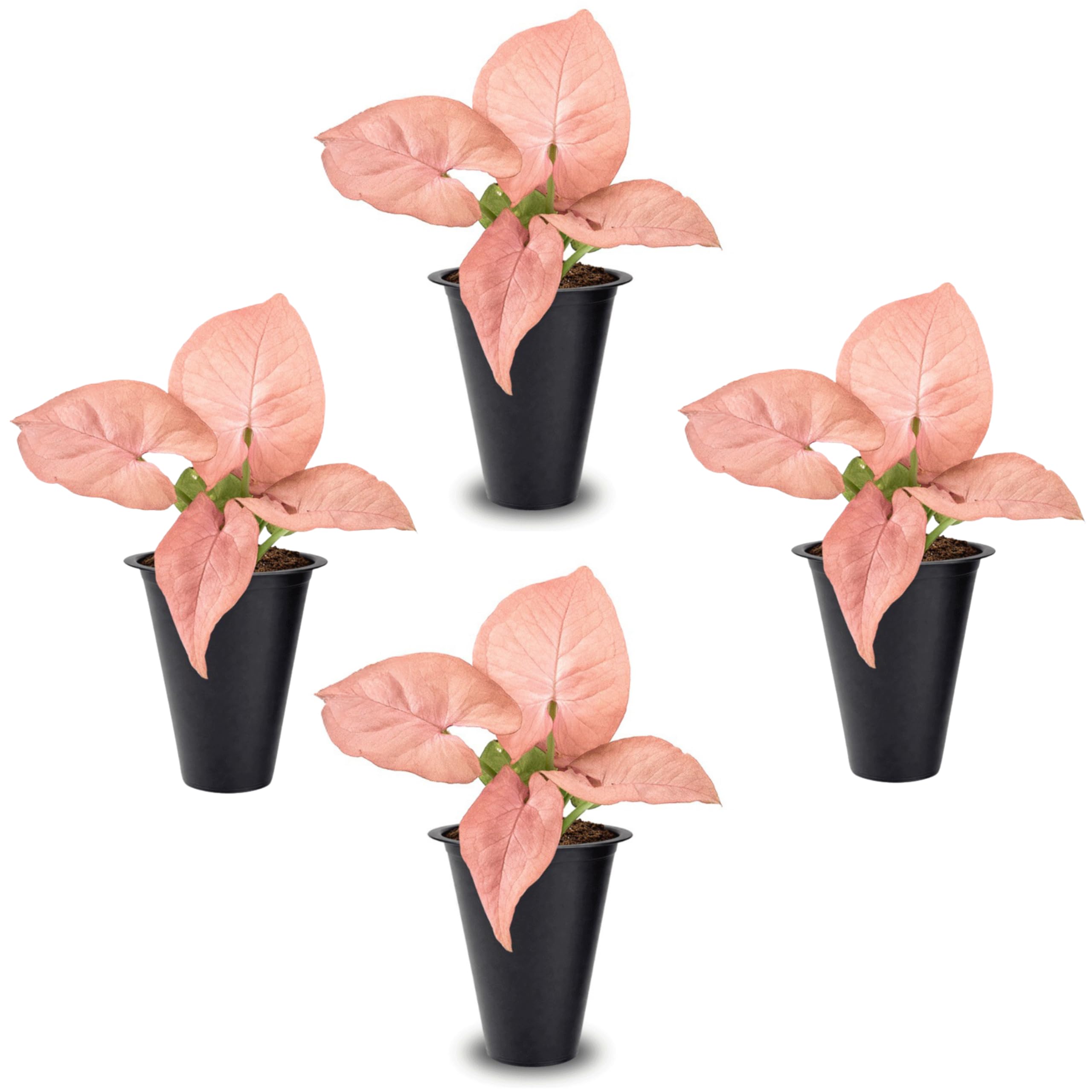 Syngonium Neon Robusta 4 Pack