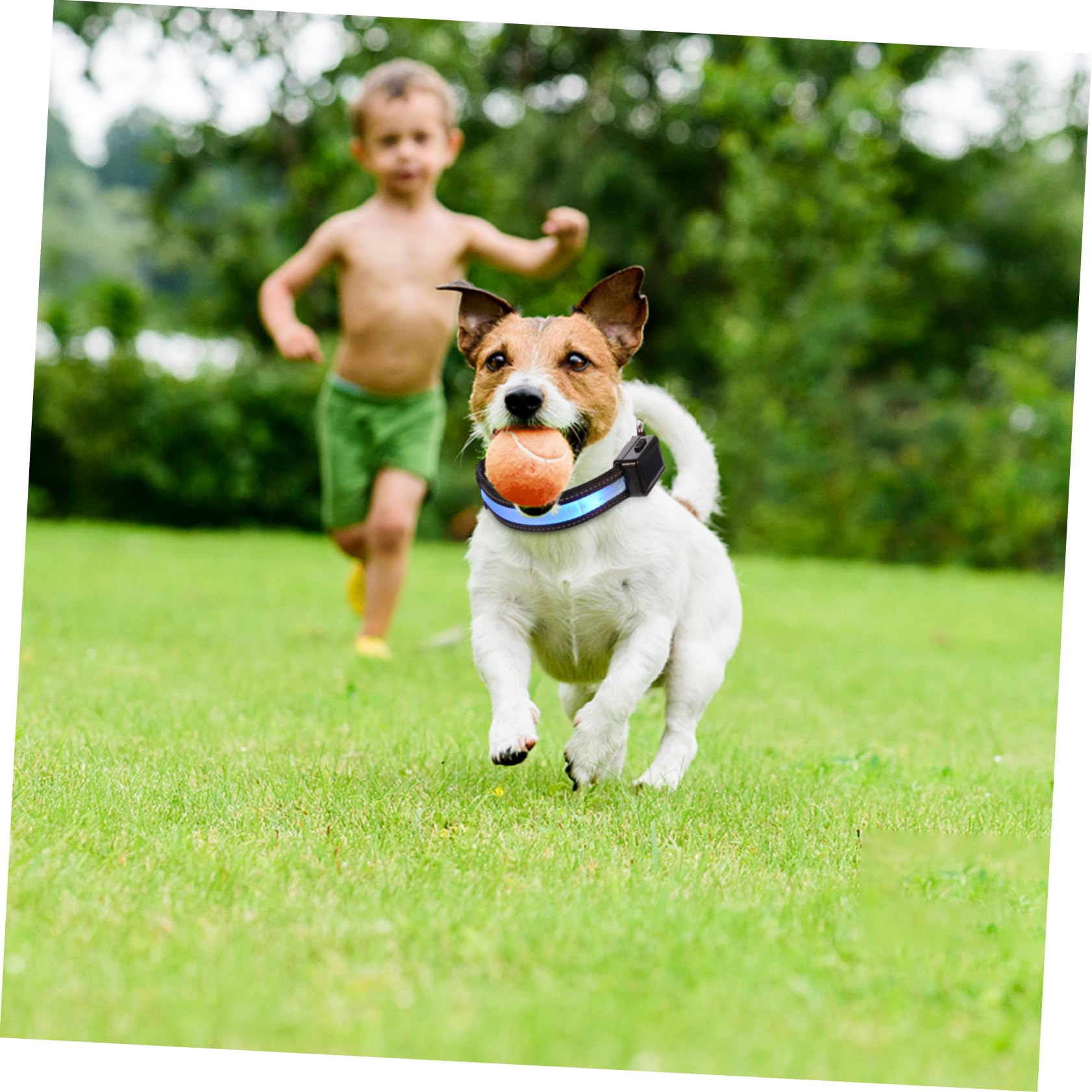 SUPVOX 3juegos Collar Led para Perros Collar Brillante USB Recargable Seguridad Nocturna para Mascotas para Fiestas y Celebraciones
