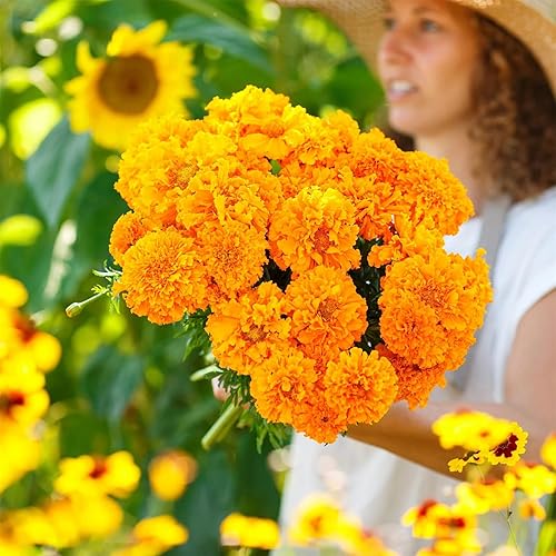 Miniatura 2 de Beautiful Garden Flower Seeds 200+ African Marigold Seeds - Hawaii
