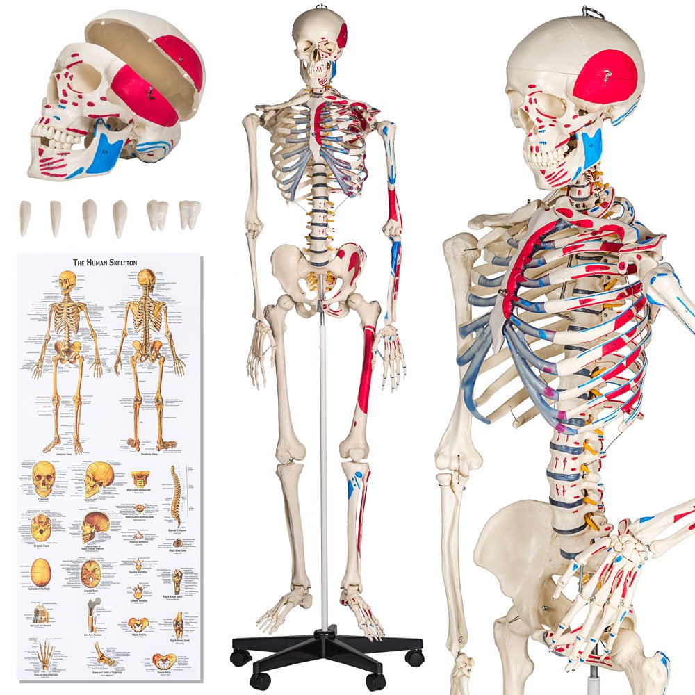 Buy TecTake Human skeleton anatomical model life size different