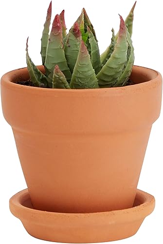 Miniatura 6 de Juvale Paquete de 16 macetas pequeñas de terracota de 2 pulgadas con platillos y orificio de drenaje, cerámica pintable para suculentas, plantas,