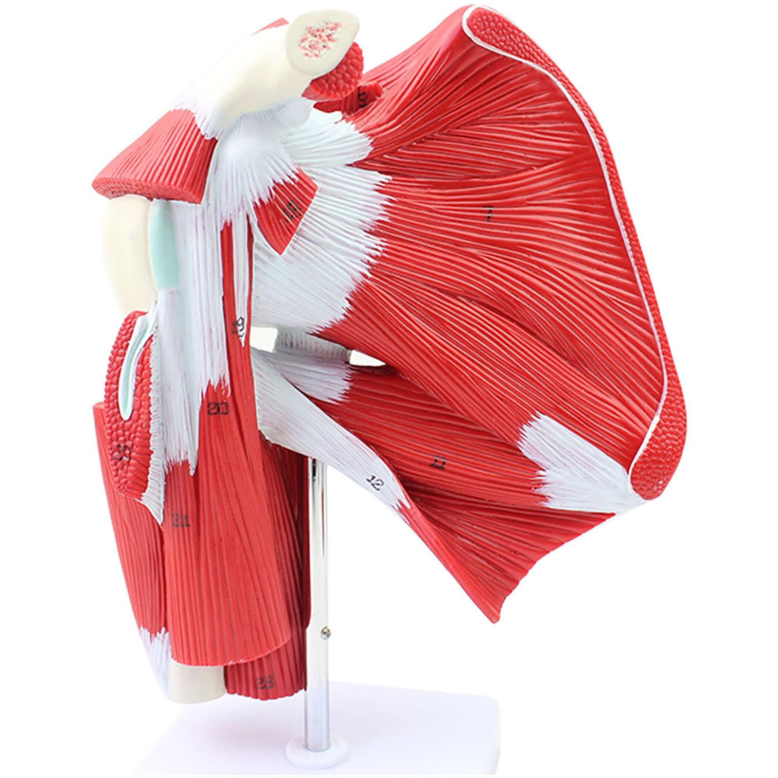 Model Anatomiczny Kończyn Górnych Człowieka Ze Stawowym Modelem Mięśnia Górnego, Model Anatomiczny Szkieletu Ludzkiego, Medyczny Materiał Dydaktyczny