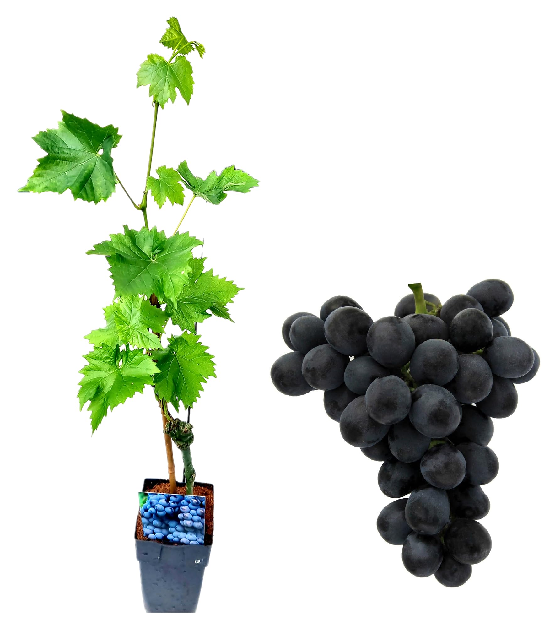 Grafted Grape Vines, Black & Green Varieties,Vitis Vinifera Venus (seedless) (Black Grafted Grape)