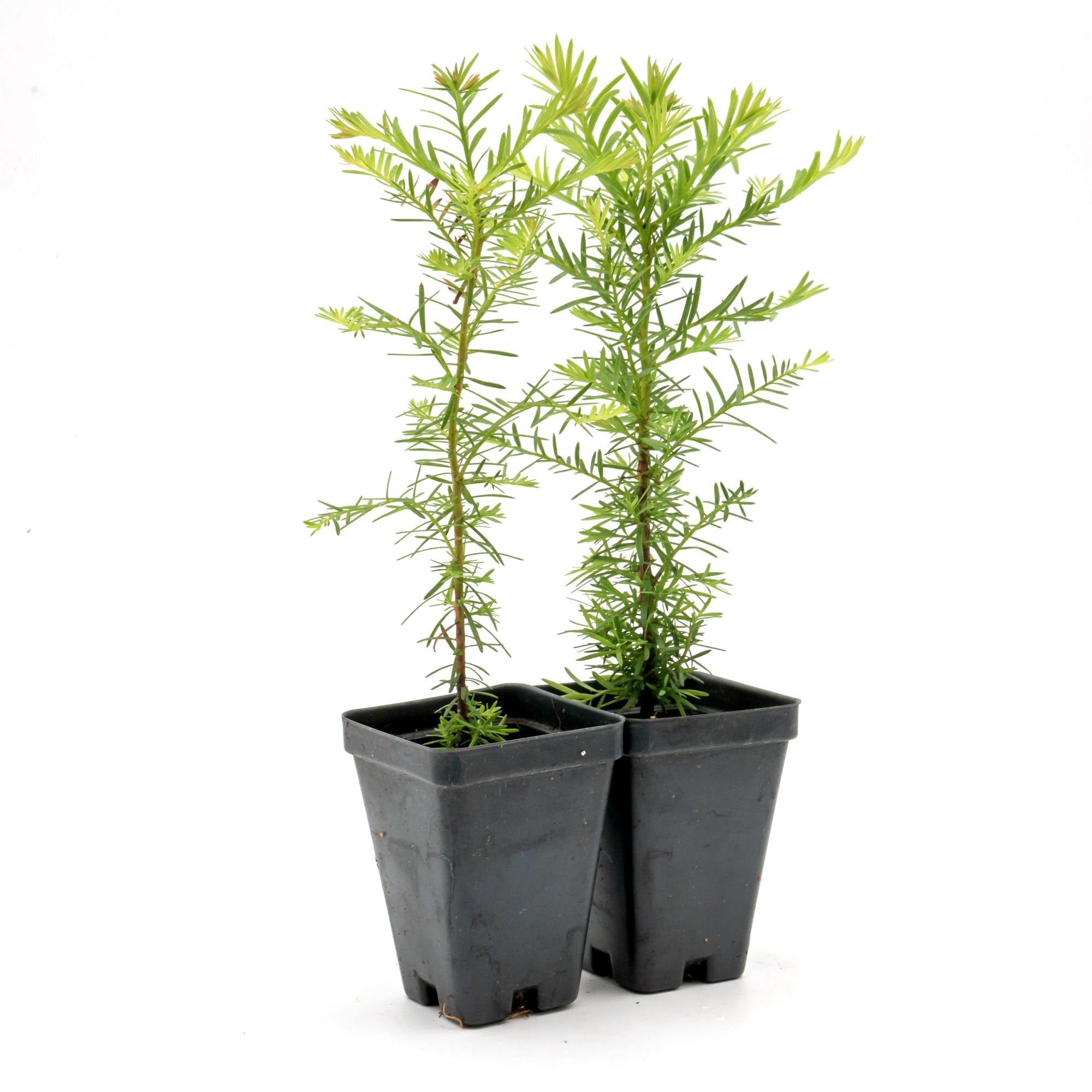 2 Coastal Redwoods (Sequoia sempervirens) – 2.5 Nursery Cubes