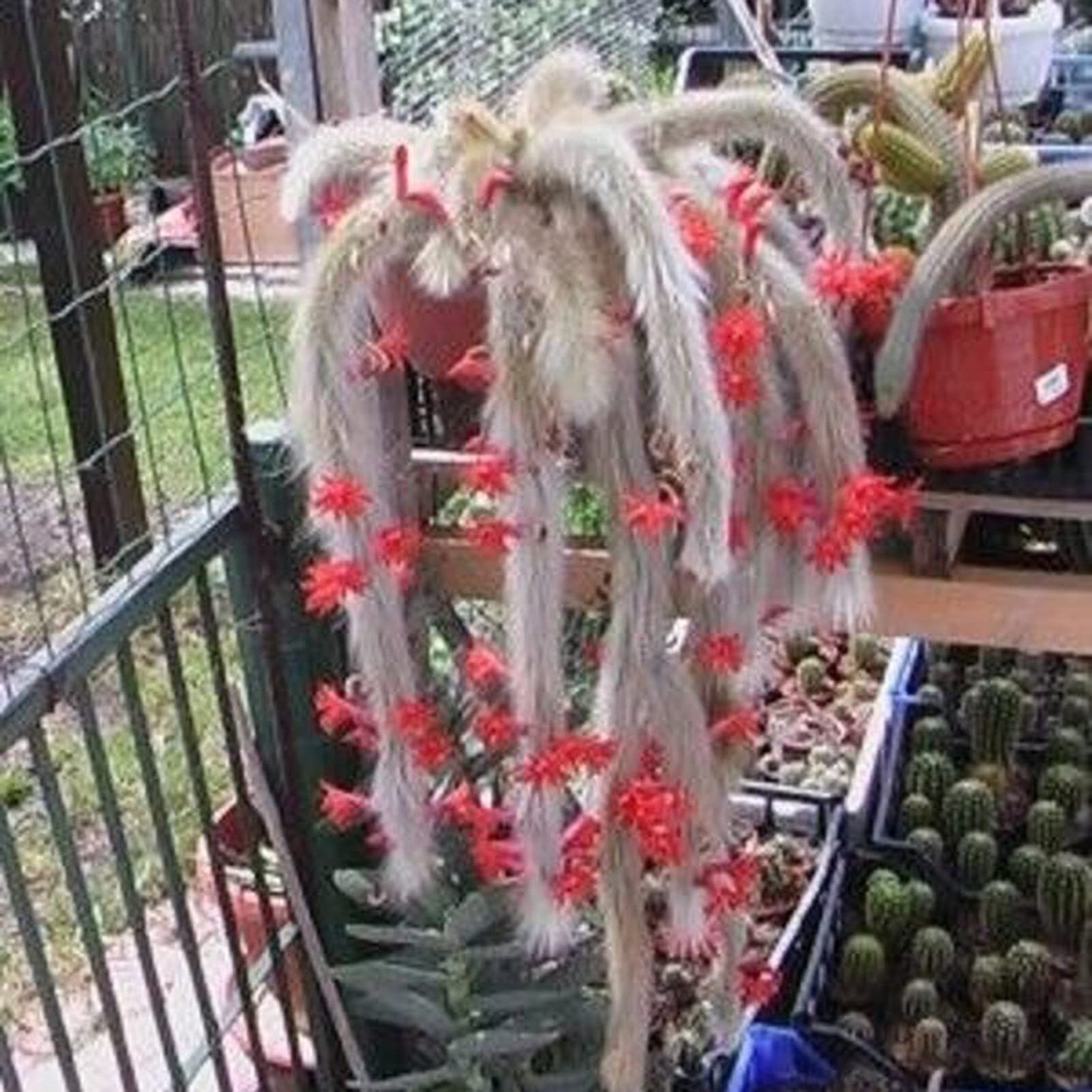 10 Stck Affenschwanz Kaktus Samen, Blumen Samen fr Garten und  Balkon,Ideale Garten Pflanzen, Balkon Pflanzen & Kbelpflanzen, 10Pcs  Monkey Tail Cactus Seeds : Amazon.de: Garten