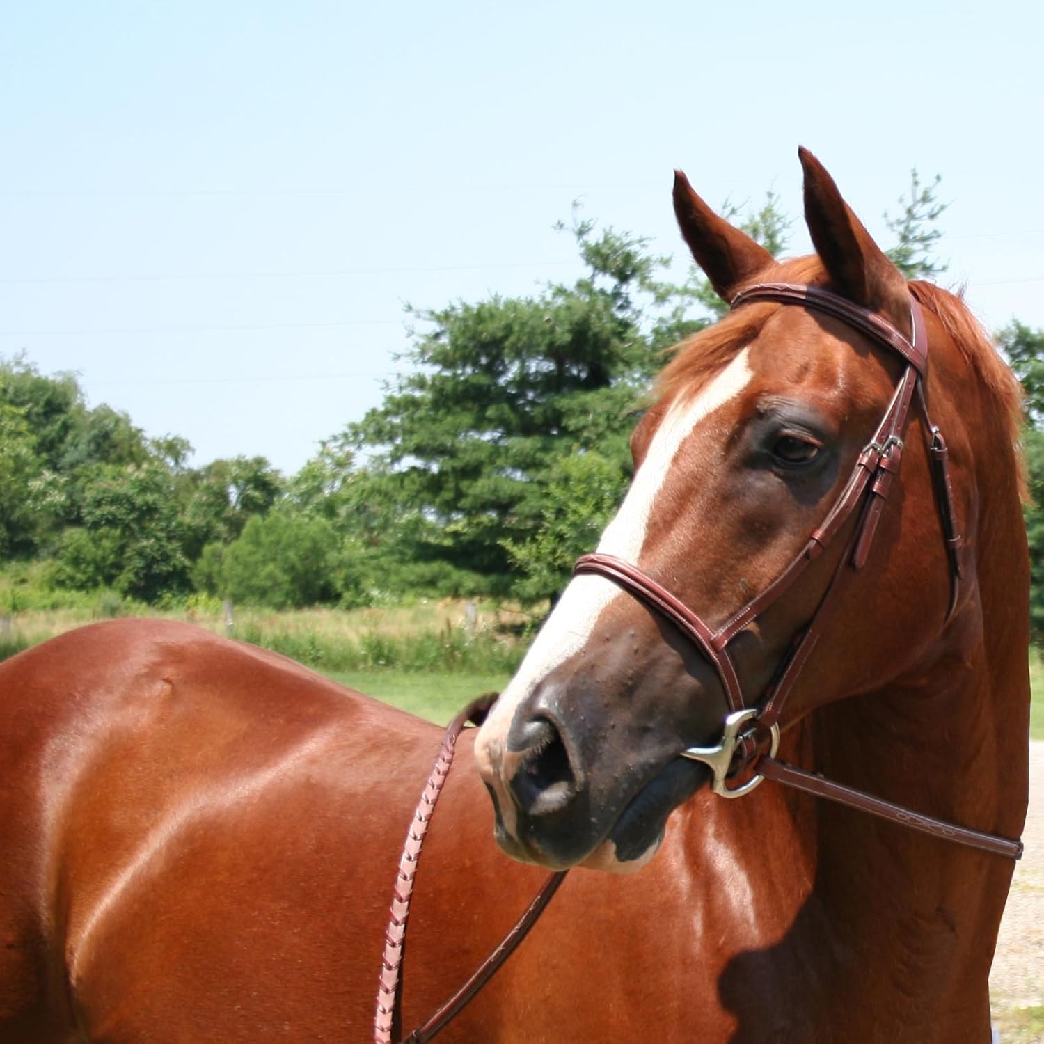 Padded Raised Fancy Stitched Leather English Schooling Bridle with Laced Reins with 1 Year Warranty - Superior Horse Comfort