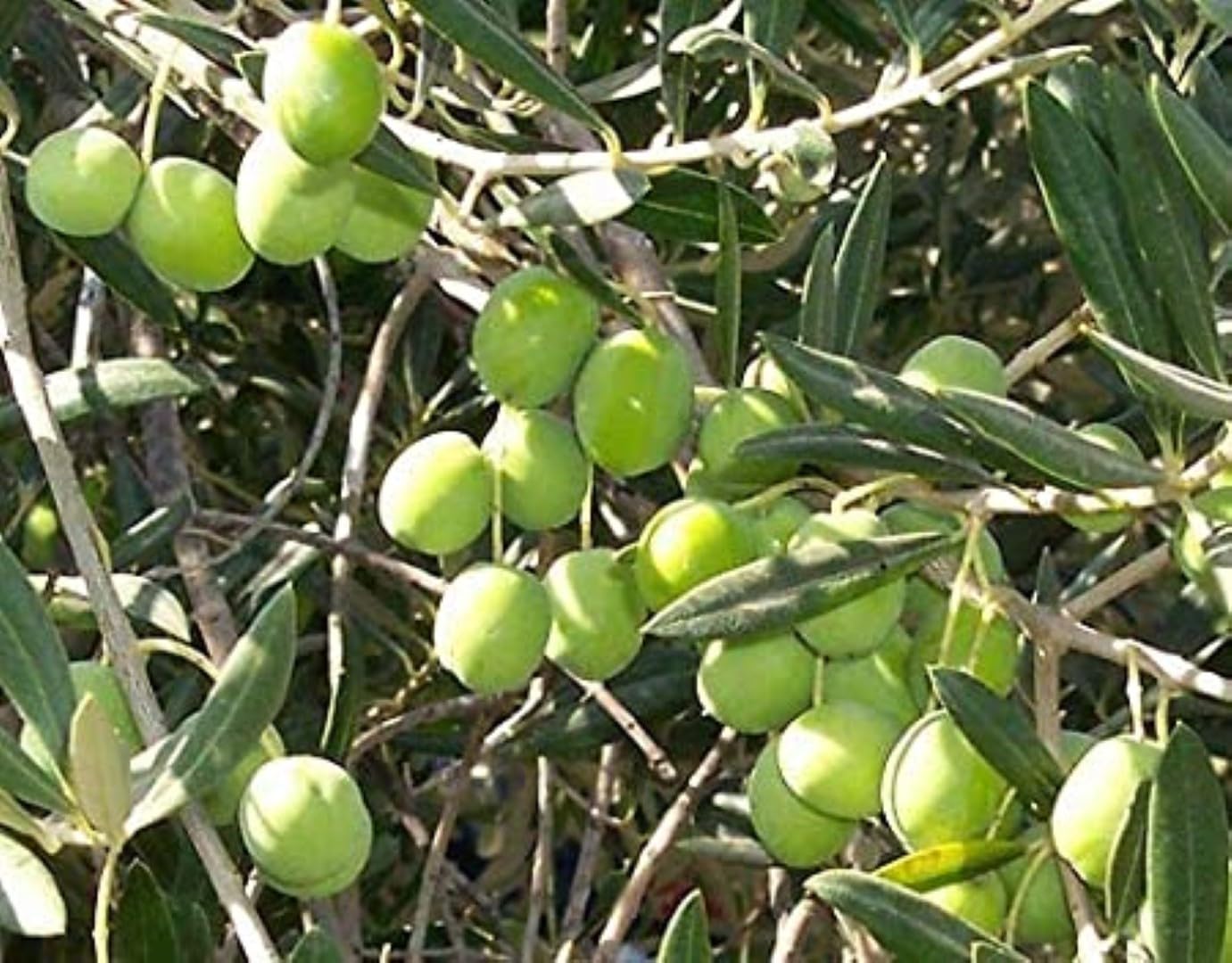 GREEN GARDEN SHOP Arabic Olive  Tree Live Plant (1 Healthy Plant) Fruit Seedling (Healthy Plant) For Home Gardening (B0D9NQL61Z) Amazon Price History, Amazon Price Tracker