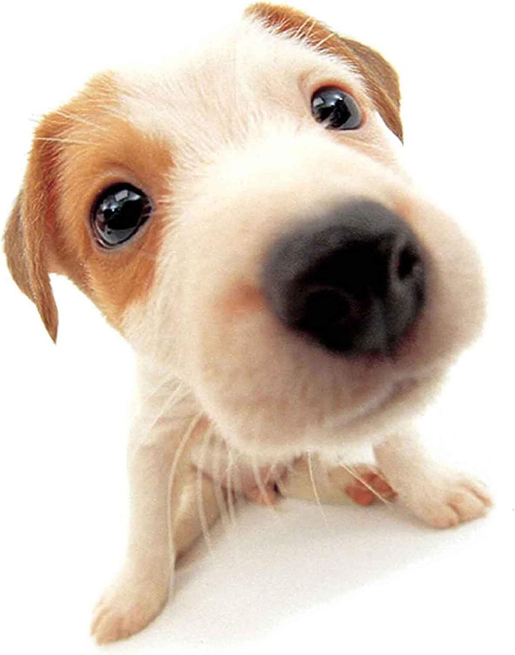 Homiki 30 x 30 cm Elasticated Bungee-Cord Cargo Net Trunk for Bicycle, Car, Motorcycle - Hold Your Helmet or Luggage - with 6 Adjustable Metal Hooks