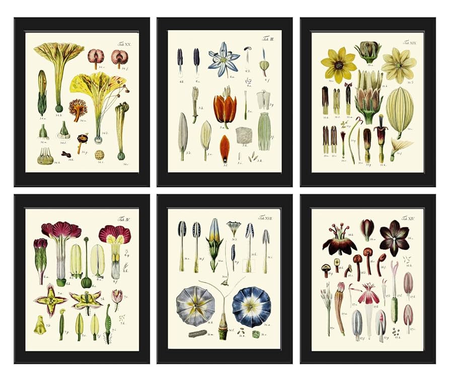 Amazon.com: LoveThePrint Vintage Antique Flower Botanical