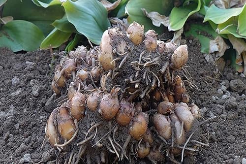 Miniatura 5 de cn herb 0.71 oz de arena jengibre en polvo elimina la pesquería y aumenta el condimento de la fragancia