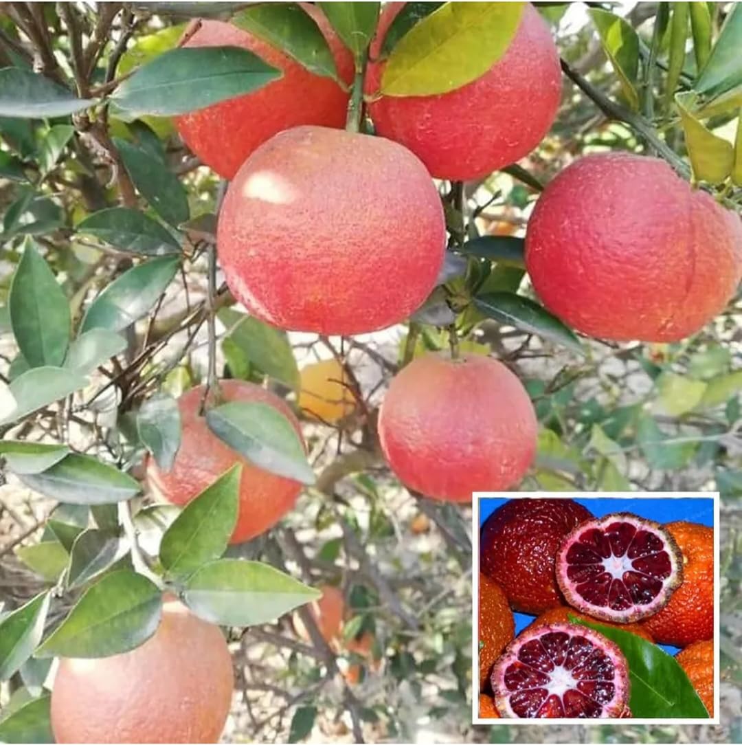 See full amazon price history chart for The Plant Bazar: Thi Blood Malta Live Citrus Plant – Thriving and Healthy Exotic Fruit Tree for Your Garden – Rare Variety, Easy to Grow, 1-2 Feet Tall The Plant Bazar: Thi Blood Malta Live Citrus Plant – Thriving and Healthy Exotic Fruit Tree for Your Garden – Rare Variety, Easy to Grow, 1-2 Feet Tall (B0DG1L2P46) Amazon Price History, Amazon Price Tracker