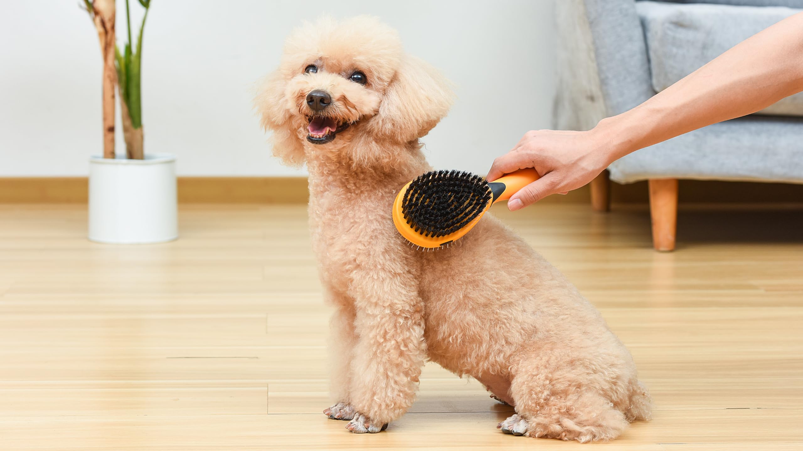 Wags & Wiggles Doppelseitige Hundebürste – Effiziente Haustierpflege für lang- oder kurzhaarige Hunde & Katzen, Haarausfallbürste, Entwirrungsstift & Borstenhaarbürste, Doodle & Pudelbürste,