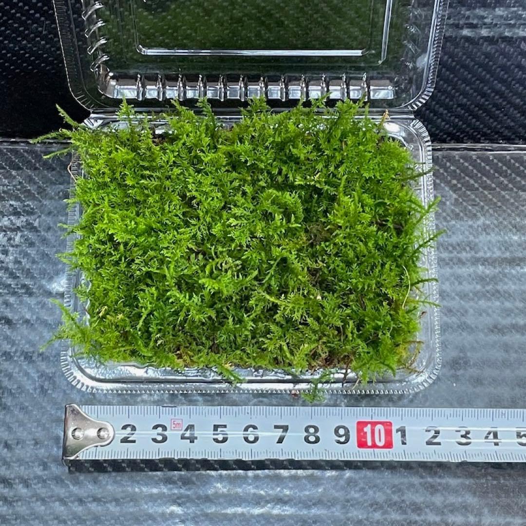 Amazon｜天然無農薬苔シノブゴケ 忍苔(12cm×10cm)少量パック｜観葉植物
