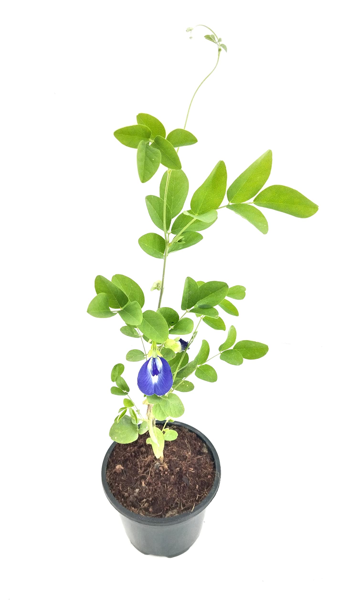 See full amazon price history chart for Gravendo Live Aparajita Plant | Shankhpushpi blue flower live plant (pack of 1 plant) Gravendo Live Aparajita Plant | Shankhpushpi blue flower live plant (pack of 1 plant) (B0C2NB2Q24) Amazon Price History, Amazon Price Tracker