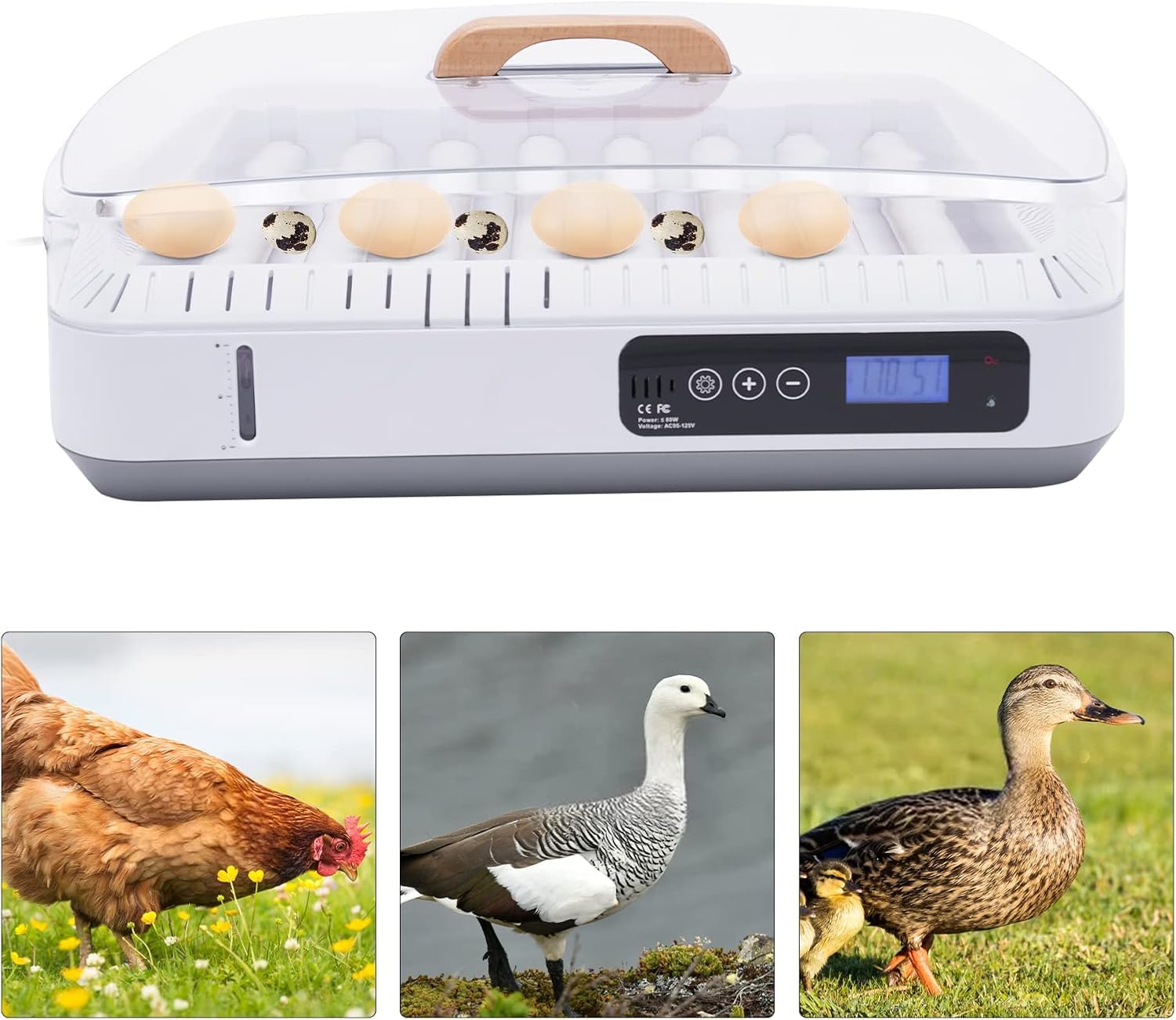 Incubateur d'Œufs Automatique 35 Œufs - Contrôle Thermostatique Double Ventilateur, Couvercle Transparent - Idéal pour Projet Éducatif STEM et Élevage Domestique (Poules, Canards, Cailles)