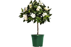 Live Topiary Plant: Gardenia Vetchii Mini Tree