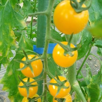 FastDirect Semillas de Tomate Negro 50 PCS Semillas de Verduras ...