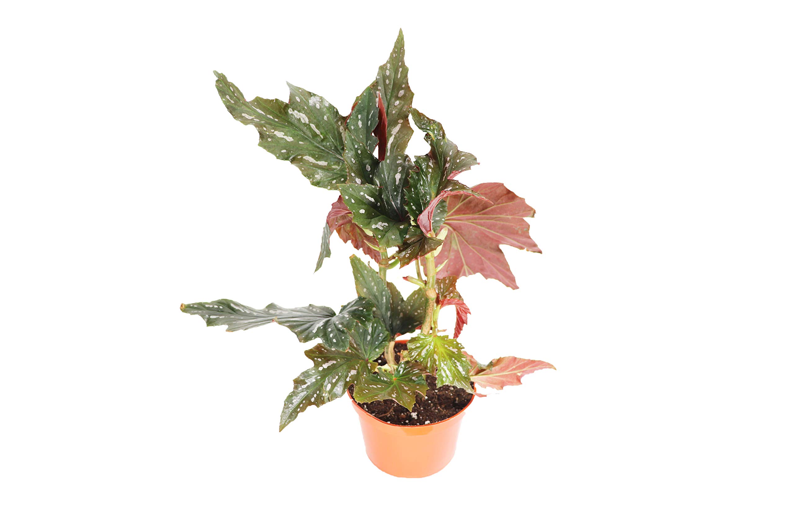 California Tropicals Begonia Angel Wing