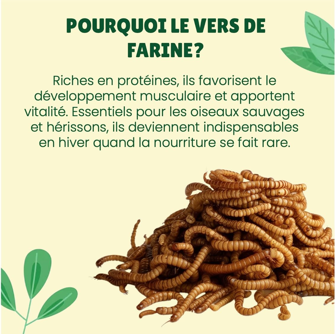 vers de Farine Séchés Français, 5kg (32,5L), 100% Naturel, Enrichis en Vitamines D3, Insectes Riches en Protéines et Bonnes Graisses, Nourriture Oiseaux Sauvages, vers de Farine Au Comptoir de Noé
