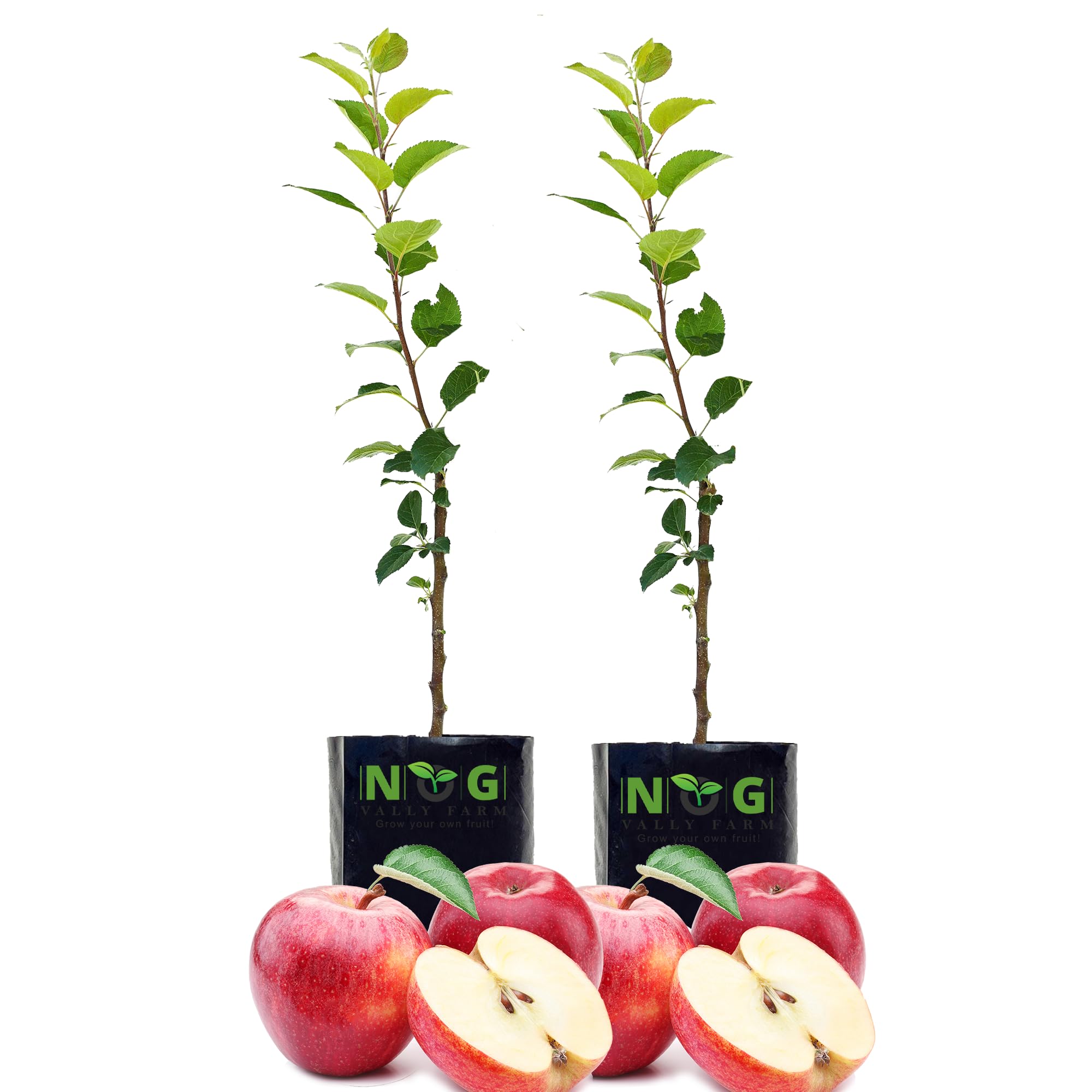 NOG VALLY FARM - Live Fruit Plant for Hot Climate Supporting All India Weather Grafted Tree from Shimla-Himachal Healthy and Delicious Fruit Plant for Your Garden - Pack of 2 K.Manali Apple Tree (B095SZB6WG) Amazon Price History, Amazon Price Tracker