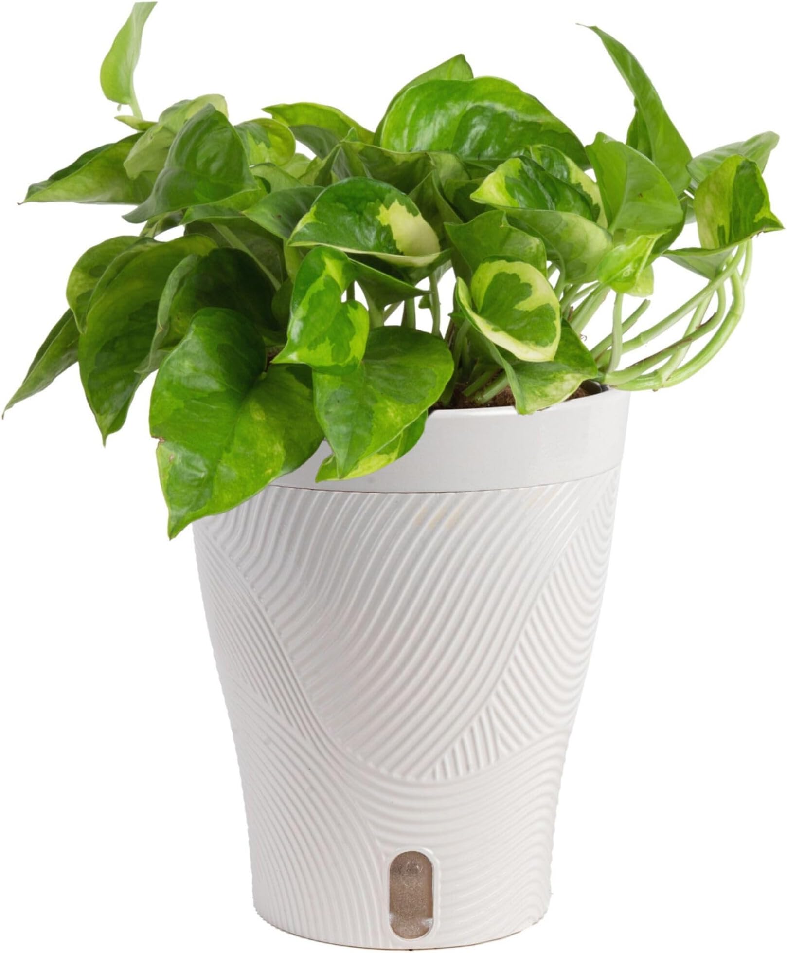 Costa Farms Lemon Meringue Pothos Live Plant in Self Watering Pot, Indoor Houseplant, Perfect for Home, Room, or Office Decor, Great House Warming or Birthday Gift, 10-12 Inches Tall
