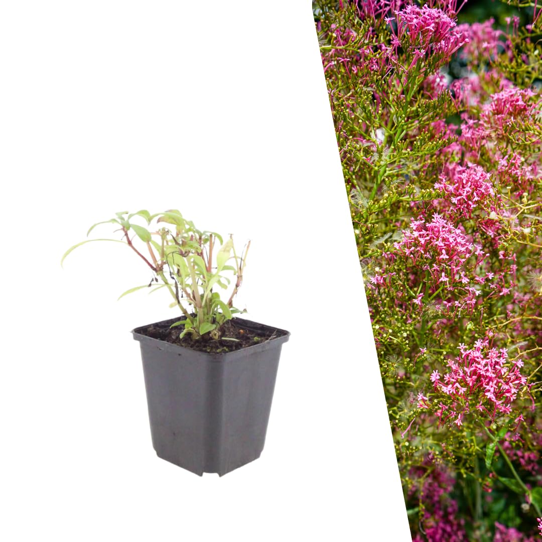 Plants by Frank Centranthus Ruber Coccineus, 24x Spornblume, Ø 9 cm