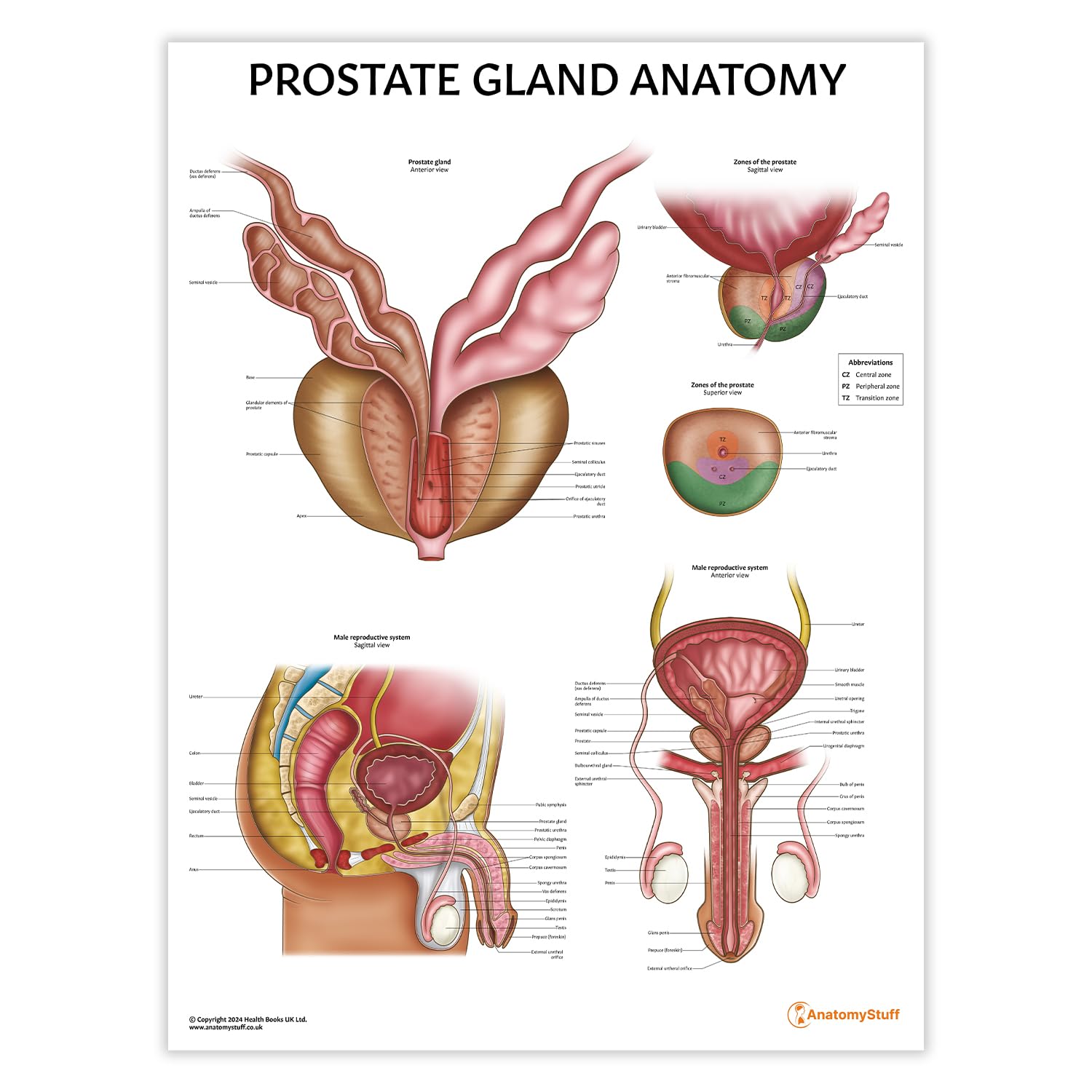 Anatomy Stuff Men's Prostate Anatomystuff Anatomy Chart 45X60cm, 18X24 Inches, Reproductive System Diagram, Health Education, Urology Poster