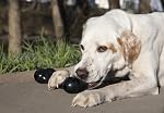 KONG Extreme Goodie BoneTM - Os de chien en caoutchouc durable pour les mangeoires de puissance, noir - Pour chiens moyens