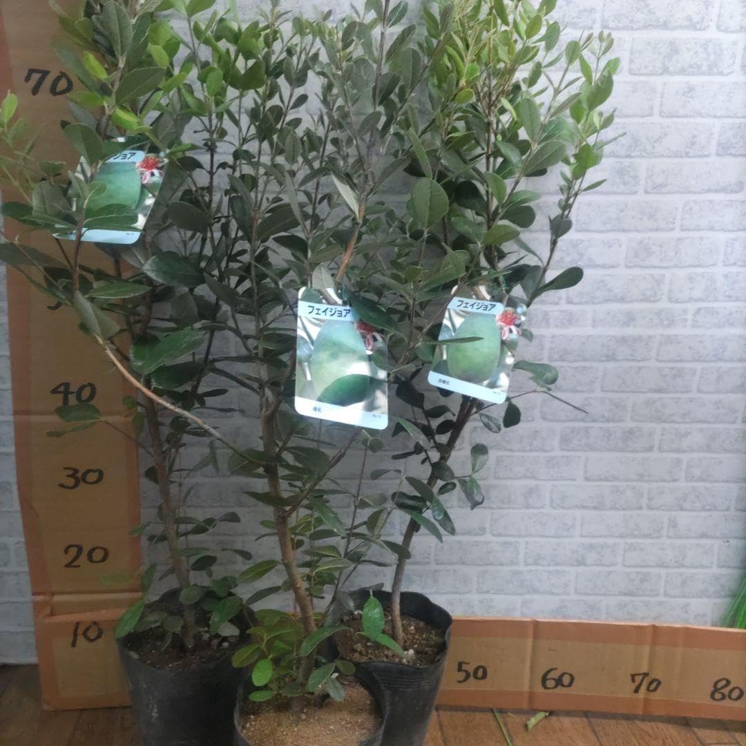 Zxyler セラミック植木鉢｜グレーラインデザイン 排水穴付き｜屋内外用