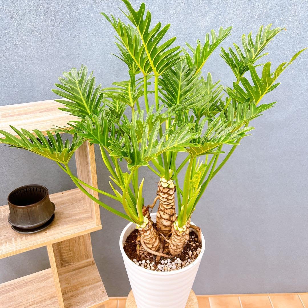 楽天市場】【小品盆栽 ミニ盆栽】 獅子頭もみじ/シシガシラモミジ