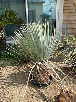 Amazon.co.jp: ハイブリッド ユッカ マルデヌベス Ver.ロスト : おもちゃ Amazon.co.jp: ハイブリッド ユッカ マルデヌベス Ver.ロスト : おもちゃ