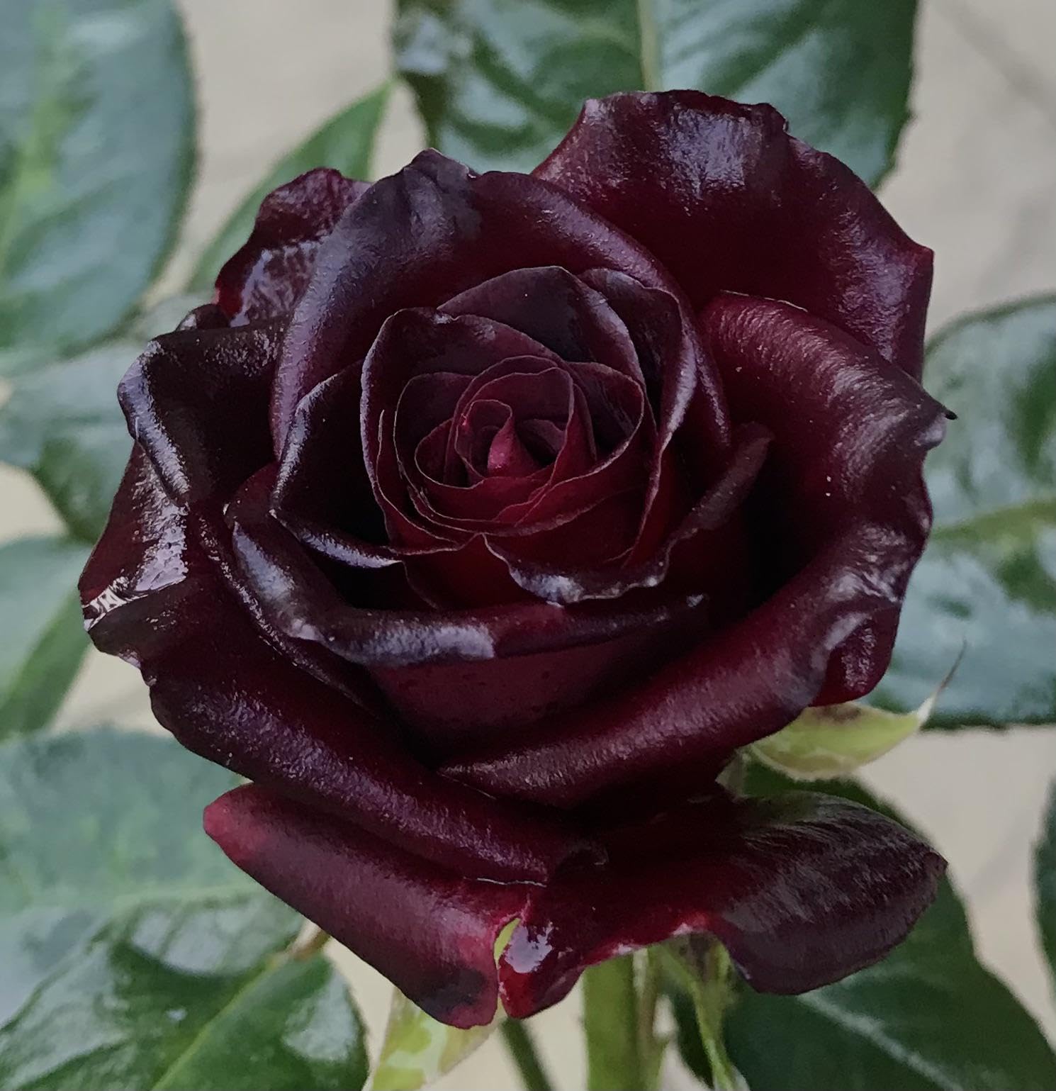 Florona Black Baccara Hybrid Rose ShrubRose Flower Plant True Blood Rose 2 Grafted Live Plant (B0CTXLS61J) Amazon Price History, Amazon Price Tracker