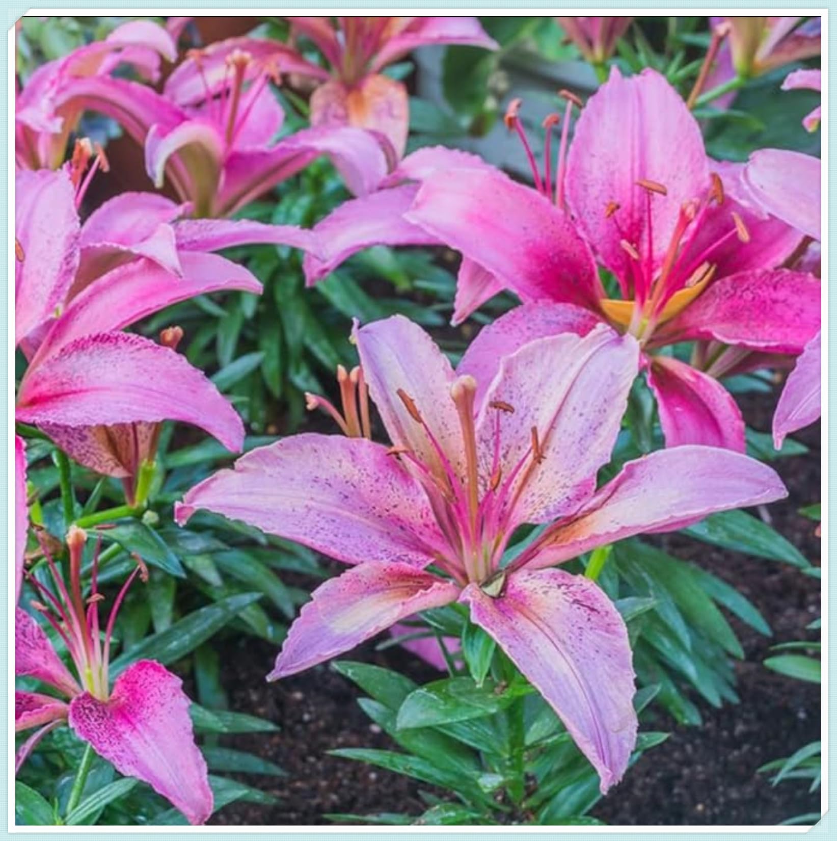 Lily Bulbs for Planting Now UK Perennial Excellent Display Plant Bulbs Greening Flower Ornamental Good for Containers Natural Organic Perennial Easy Plant-4bulbs-G