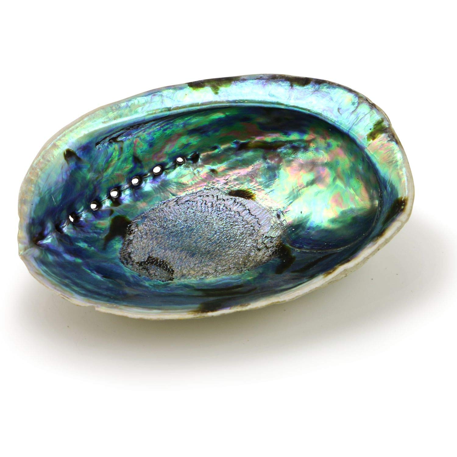 Ocean Shell Studios 5"- 6" Premium Natural Abalone (Pāua) Shell for Smudging, Cleansing Home, Meditation, Shell Crafts,Incense Holder, Home Décor, 100% Natural, Sustainable.