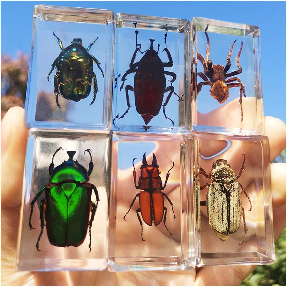 Insect Specimen, 6 Pcs DIY Self-Matching 20+ Options Real Insects Beetles Set, Real Insect Specimen Transparent Resin, Scorpions, Spiders, Table Decoration, for Kids Science Education