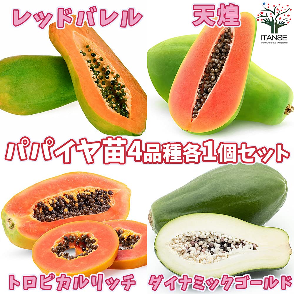 Amazon.co.jp: パパイヤ4品種 各1個セット(合計4個)(レッドバレル、天