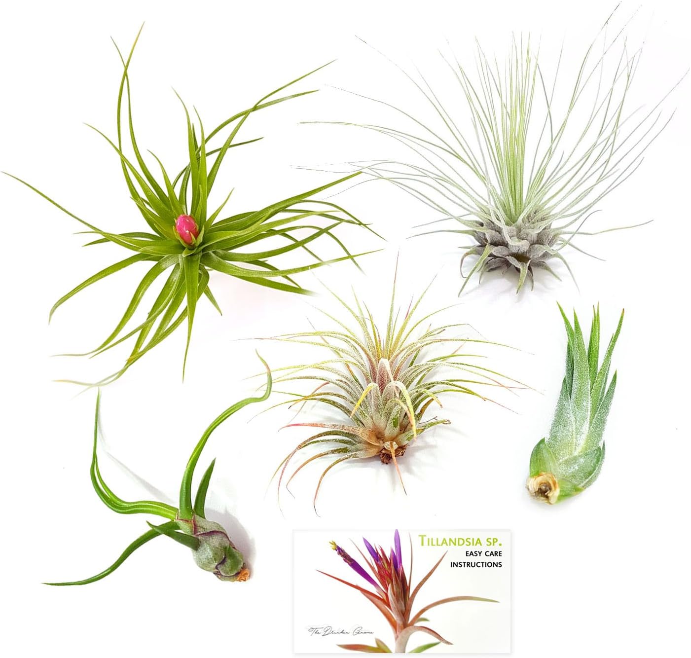 TDG Assorted Tillandsia Air Plants, Pack of 5, Small