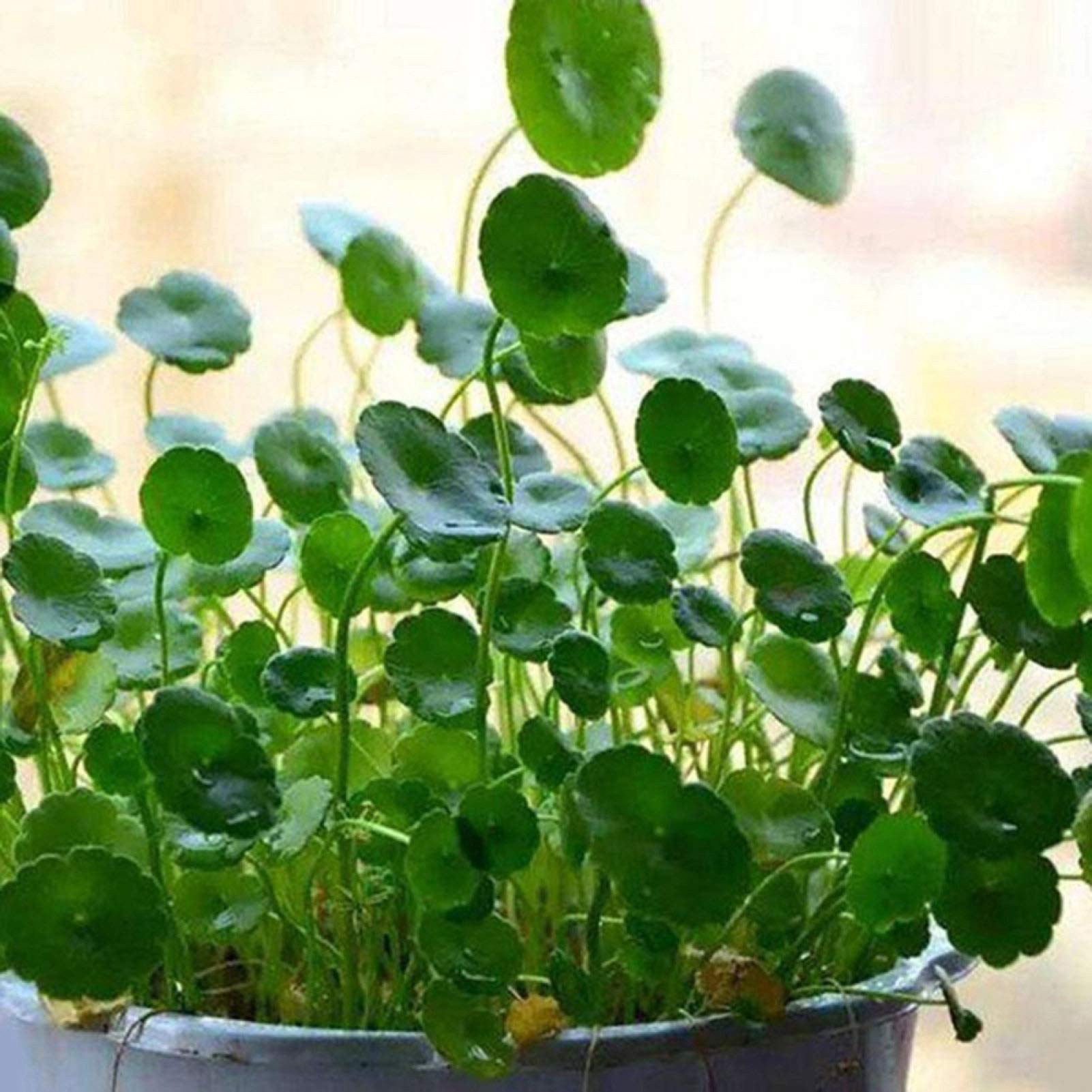 50Pcs Dichondra Pistia Seeds Garden Pond Aquatic Plant Pool Aquarium Tank Decor - Dichondra Seeds