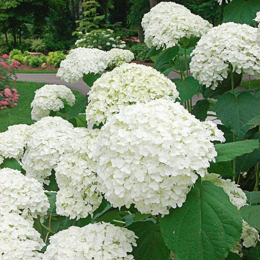See full amazon price history chart for BeGrin White Hydrangea Live Plant Hydrangea macrophylla Hydrangea Hydengia Hydenzia Hydrangia Macrophylla Flower Plant 1-1.5 ft For Outdoor and Indoor Pack of 1 Without Pot BeGrin White Hydrangea Live Plant Hydrangea macrophylla Hydrangea Hydengia Hydenzia Hydrangia Macrophylla Flower Plant 1-1.5 ft For Outdoor and Indoor Pack of 1 Without Pot (B0D1CMCFLW) Amazon Price History, Amazon Price Tracker