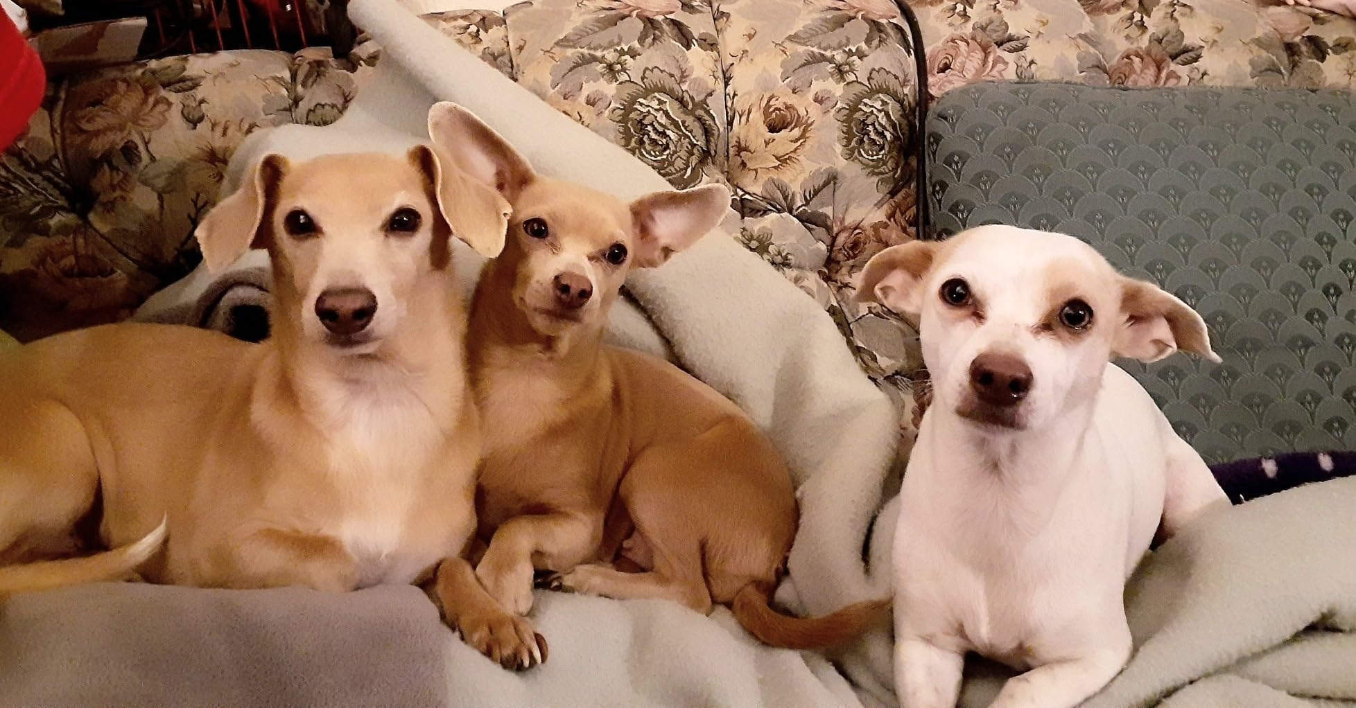 My dogs loved the treats from Beebs!