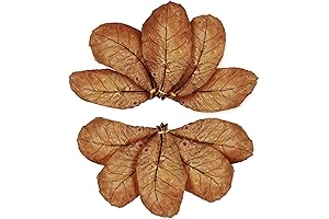 SunGrow Catappa Indian Almond Leaves: Nurturing Axolotls