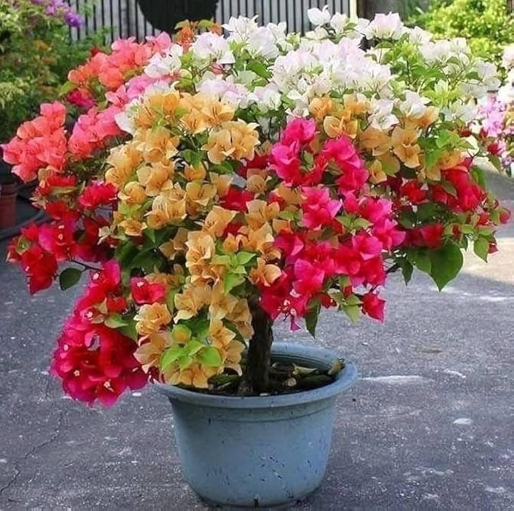 Bougainvillea Live Bonsai Tree, Multi-Colour Grafted Plant, Indoor Outdoor Flowering Plant, 4-5 Vibrant Colours, Decorative Container NLH_