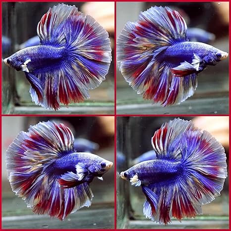 live betta fish