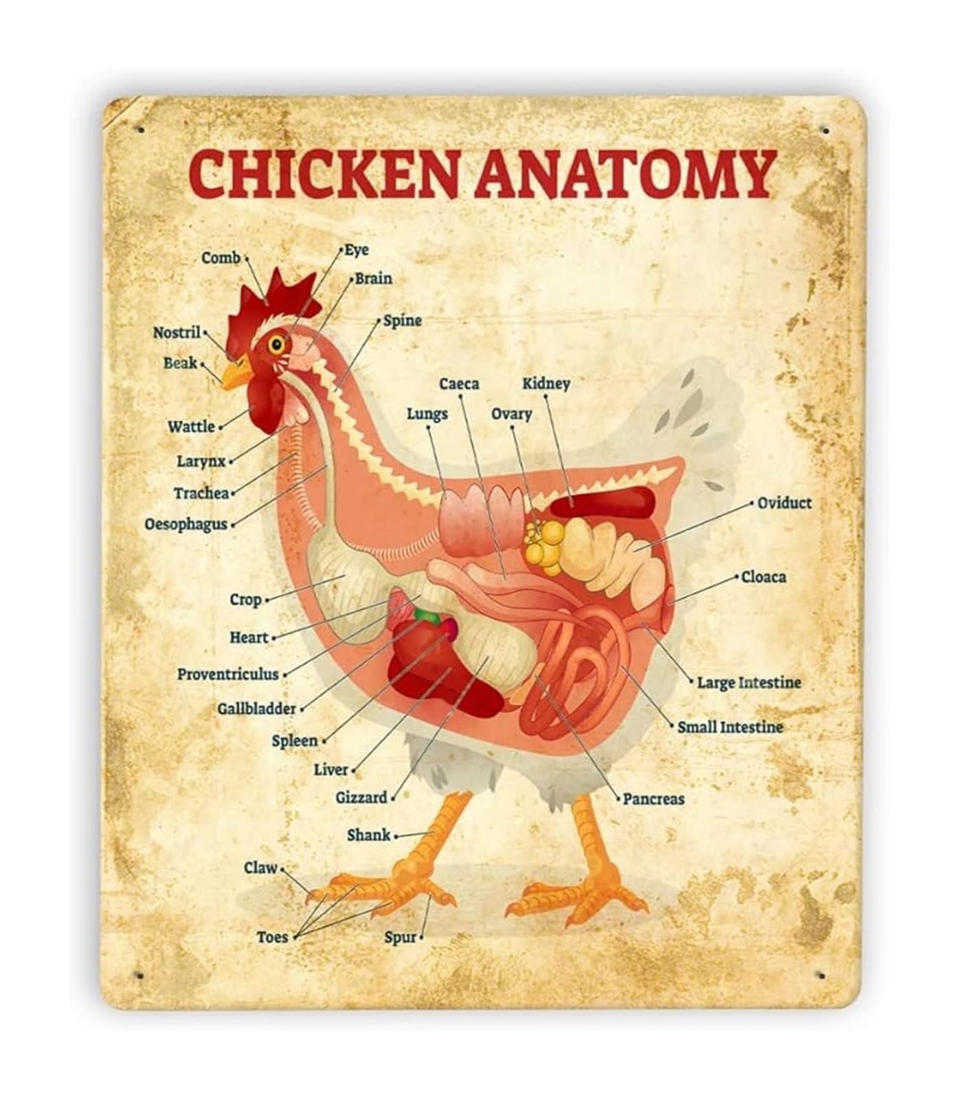 MQXFCZUX Vintage Metal Tin Sign Chicken Anatomy Diagram Farmhouse Educational Wall-Art for Coop Farm Kitchen Decor 8 X 12 in