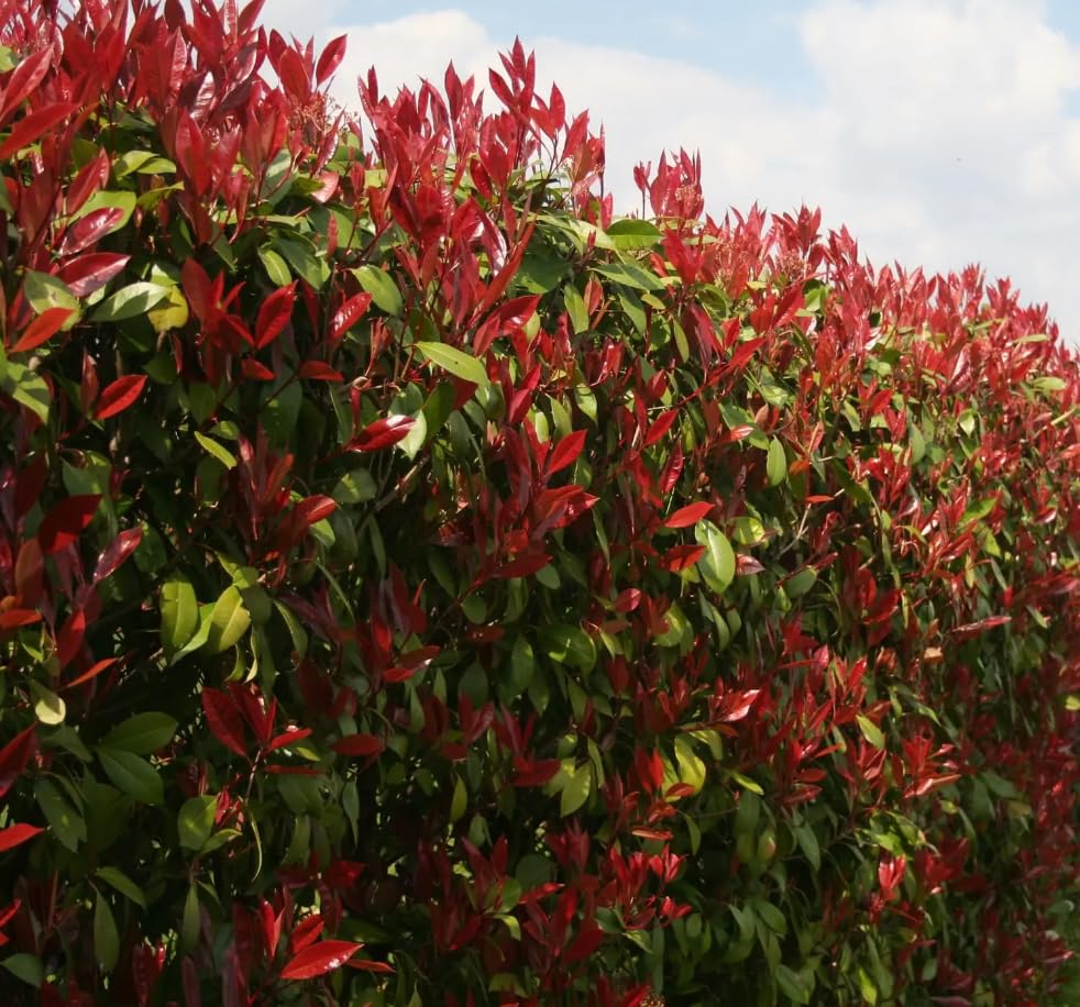 Photnina Red Robin Hedging Plants Evergreen Bare Root Trees (10, 1-2ft Tall)