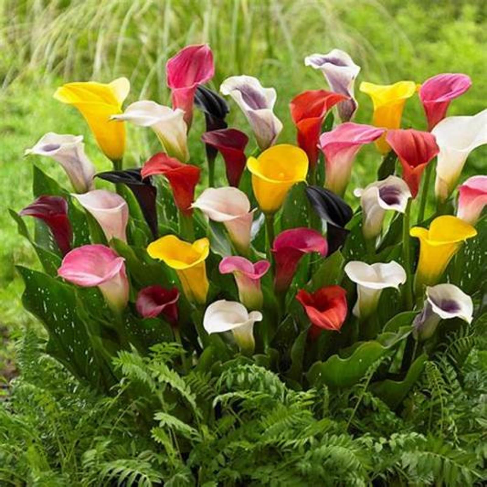 Calla Lily Bulbs Mix for Planting Now UK/Greening Flower/Good for Containers/Cut Flowers/Strong Plants That Grow Well/Natural Organic/Wedding Flowers.-2bulbs-B